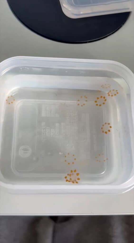 ポン・デ・リングみたいな見た目のクラゲ「エフィクラゲ」