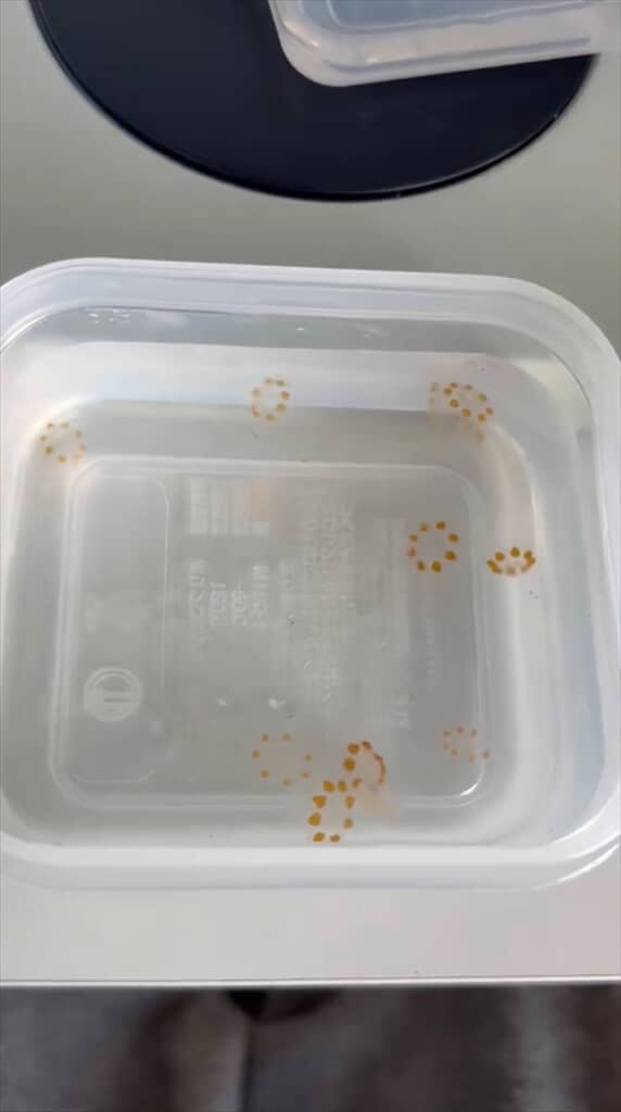 ポン・デ・リングみたいな見た目のクラゲ「エフィクラゲ」