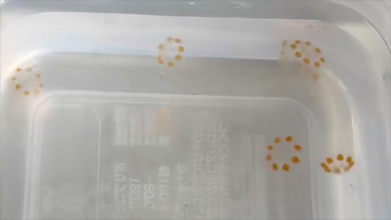 ポン・デ・リングみたいな見た目のクラゲ「エフィクラゲ」