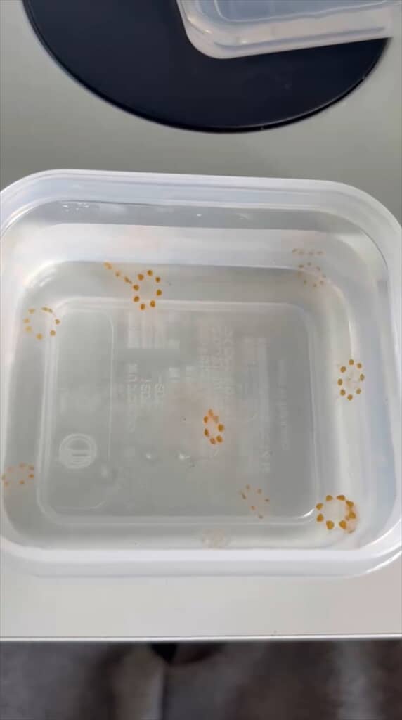 ポン・デ・リングみたいな見た目のクラゲ「エフィクラゲ」