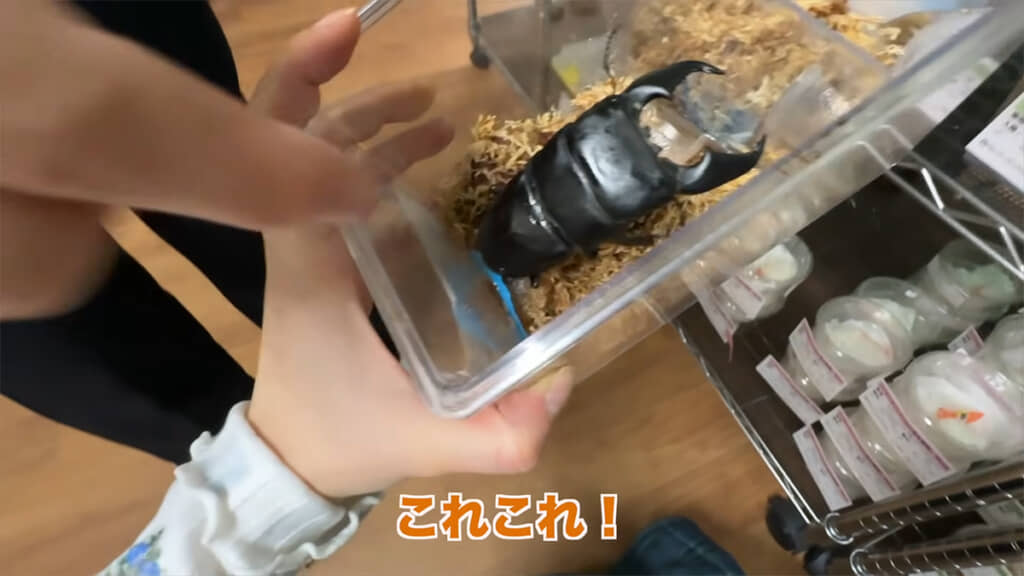 母たそさんが探していたクワガタを発見