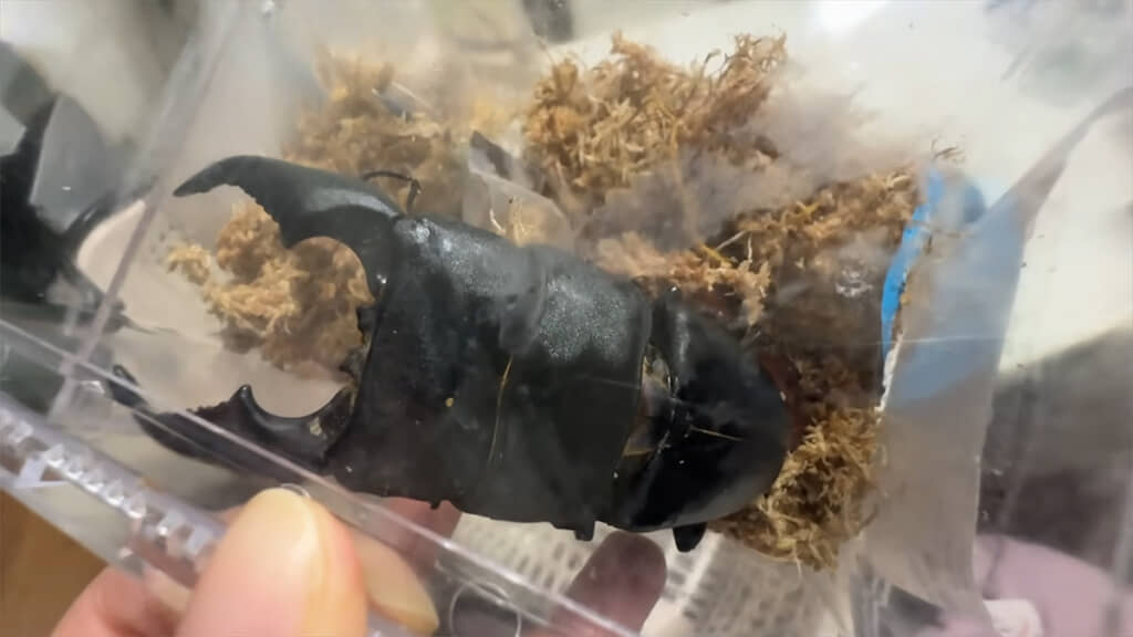 大きくてカッコいいスマトラヒラタでした