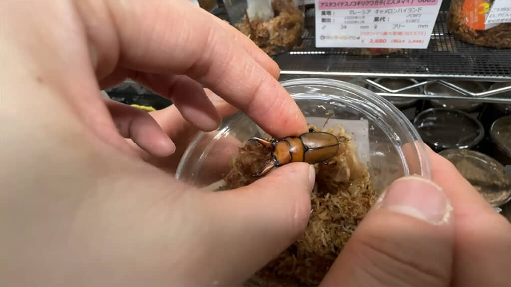 アスタコイデスノコギリクワガタのペアも購入