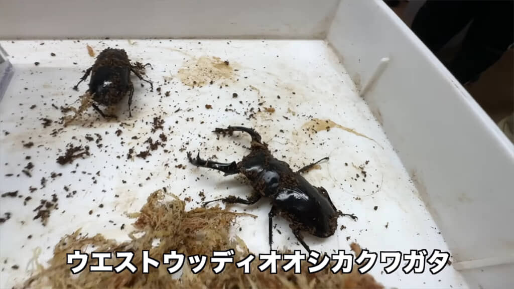高級クワガタのウエストウッディオオシカクワガタをいただきました!