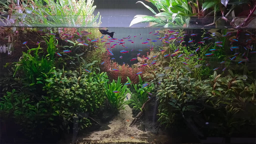 コンテストで10位を取ったレイアウト水槽