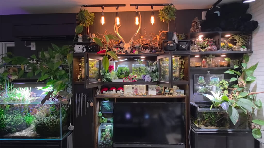 テレビボード周りも水槽と植物がたっぷり