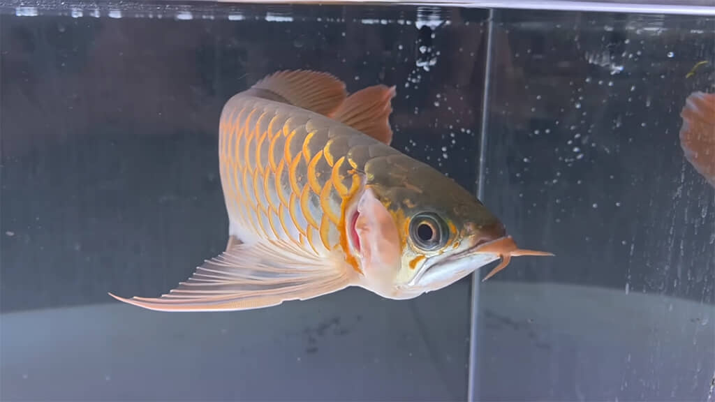 リビングにはアロワナの姿も