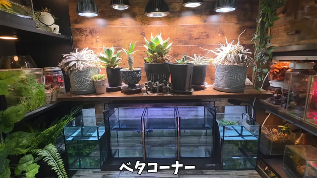 DIYで作ったというベタコーナー