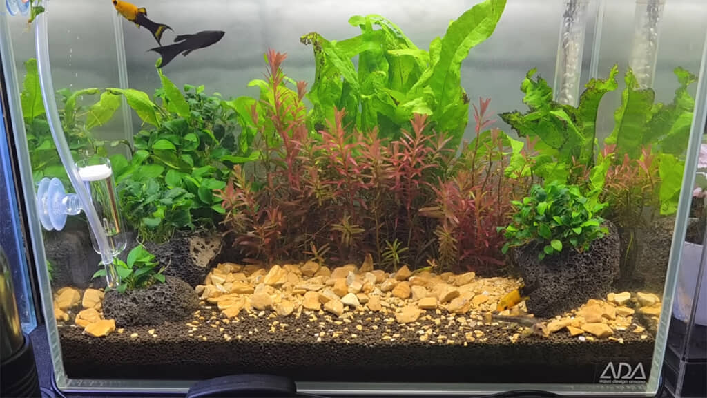 SNS未公開の水槽