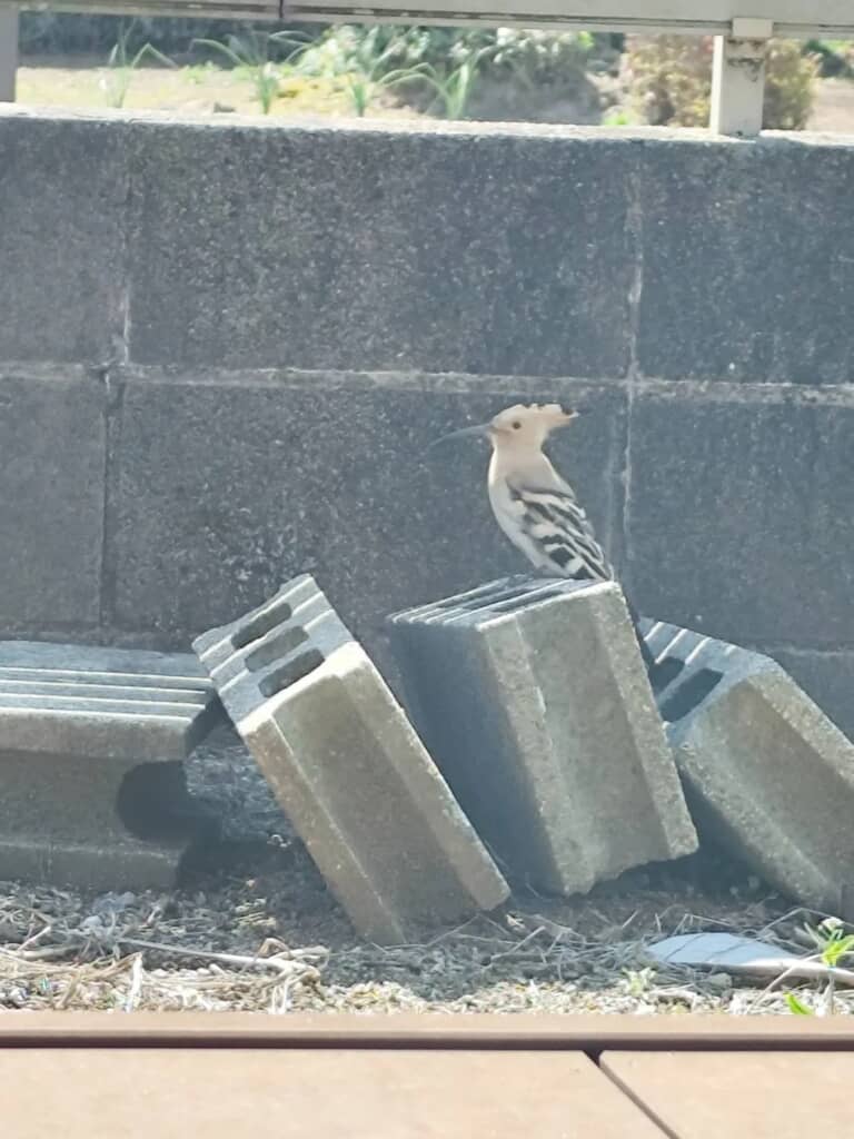 自宅の庭のブロックに乗っているヤツガシラと思われる鳥