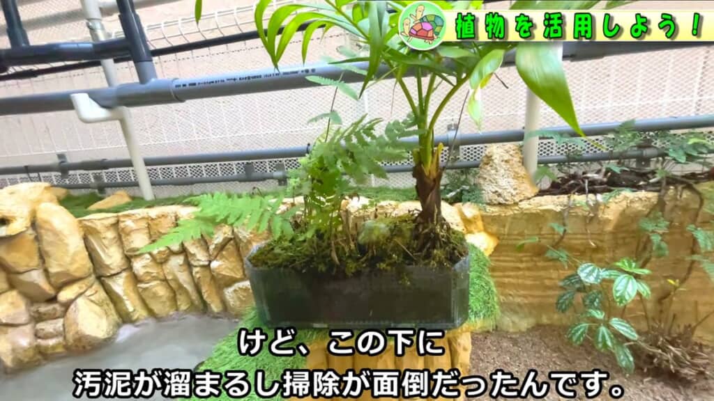 ケースごと池に置いていたため掃除が面倒だったテーブルヤシ