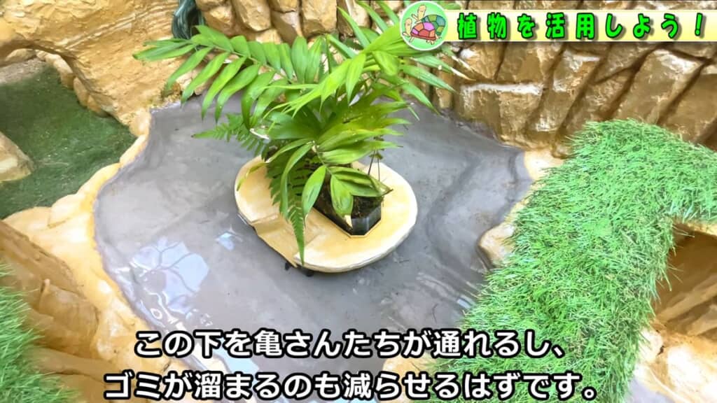 テーブルヤシが乗っている足場の下を通過するカメ