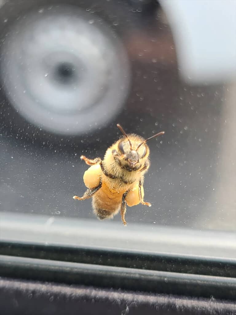 はちみつを買った翌日に遭遇したミツバチ
