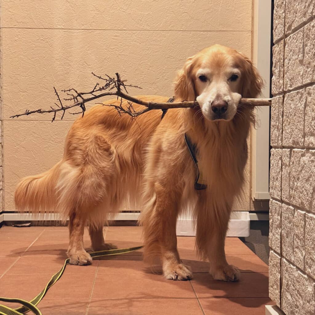 立派な枝を見つけました！