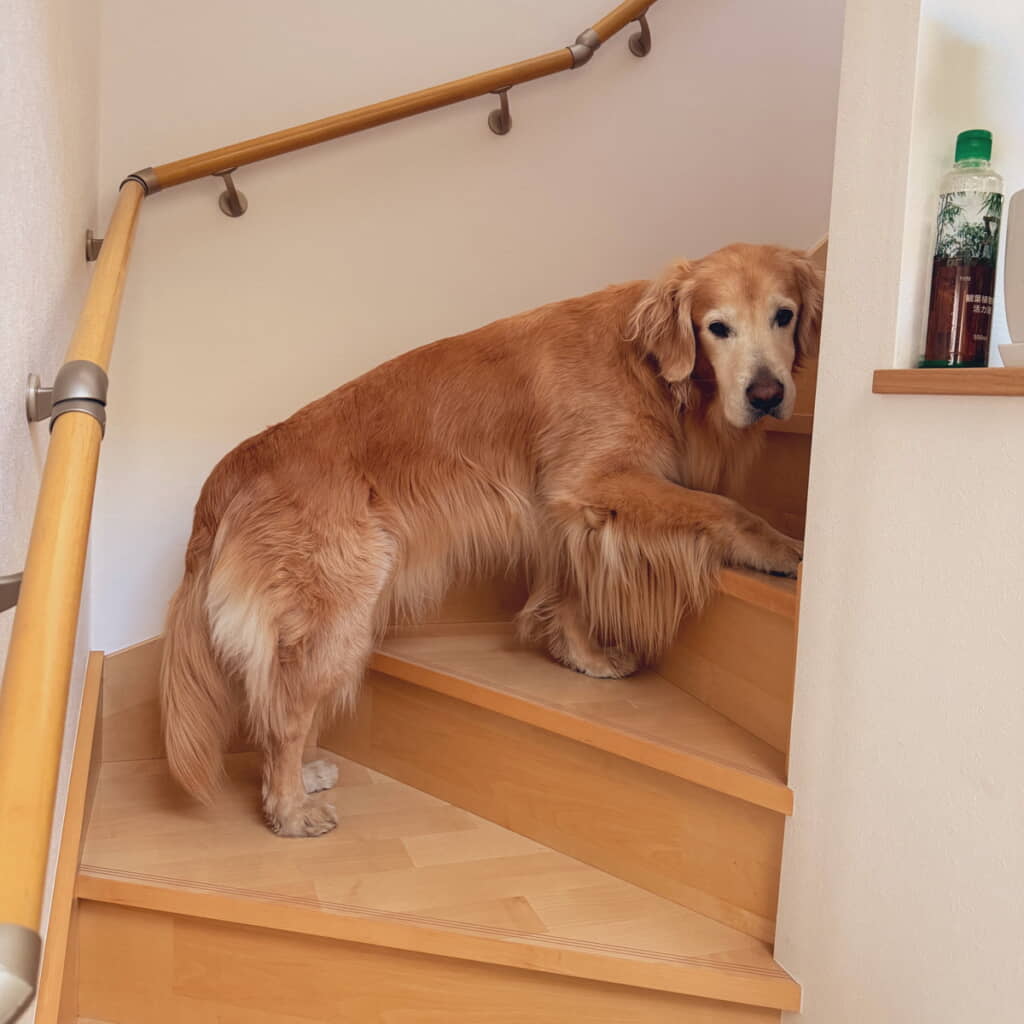 飼い主さんをベッドに誘うレオニくん