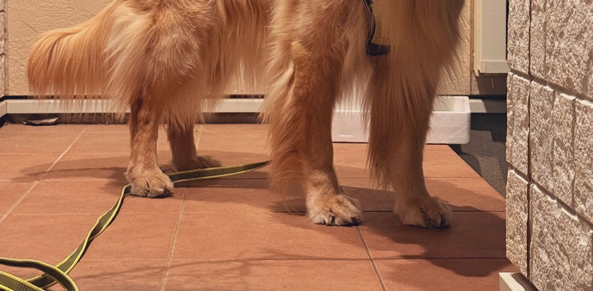 散歩中の愛犬、“お宝”を発見して……　まさかの表情に「きゃわわ！」「サマになってる」「トムとジェリーにでてきそう」（1/3） | 犬 ねとらぼ