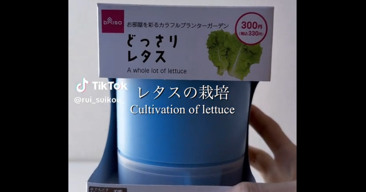 ダイソー、330円の“レタス栽培キット”に挑戦→100日後には？　「私は2週間で全滅でした」の声も……　“驚きの光景”に反響（1/2） | その他生き物 ねとらぼ