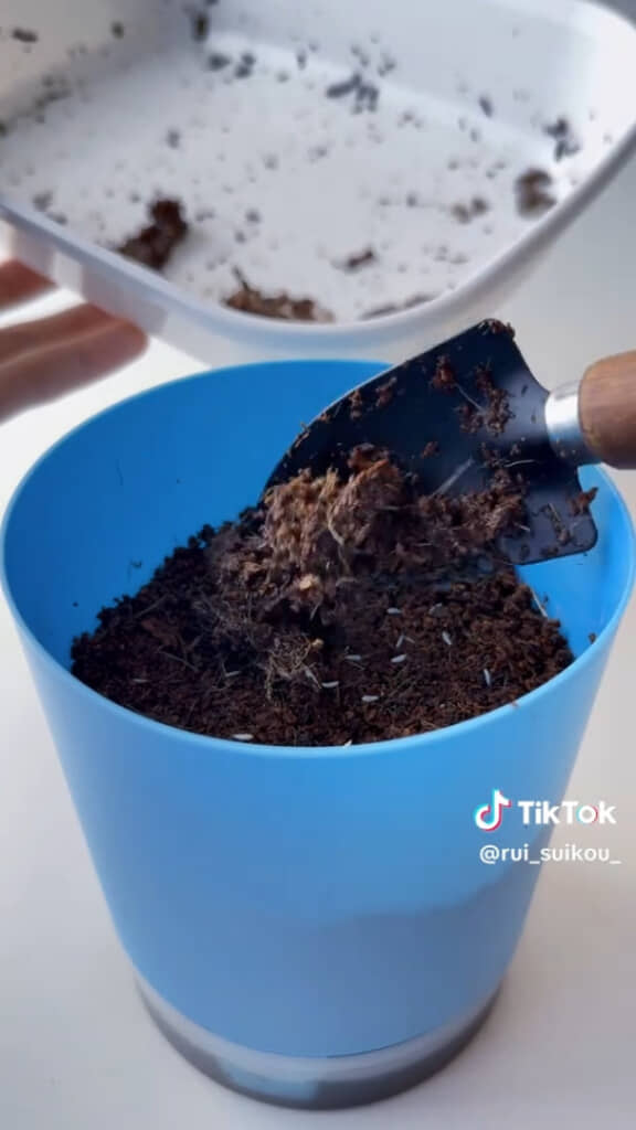 土を入れたポットにタネをまいて、上に軽く土をかけたら……