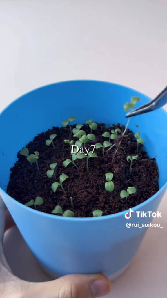 7日目に間引く様子