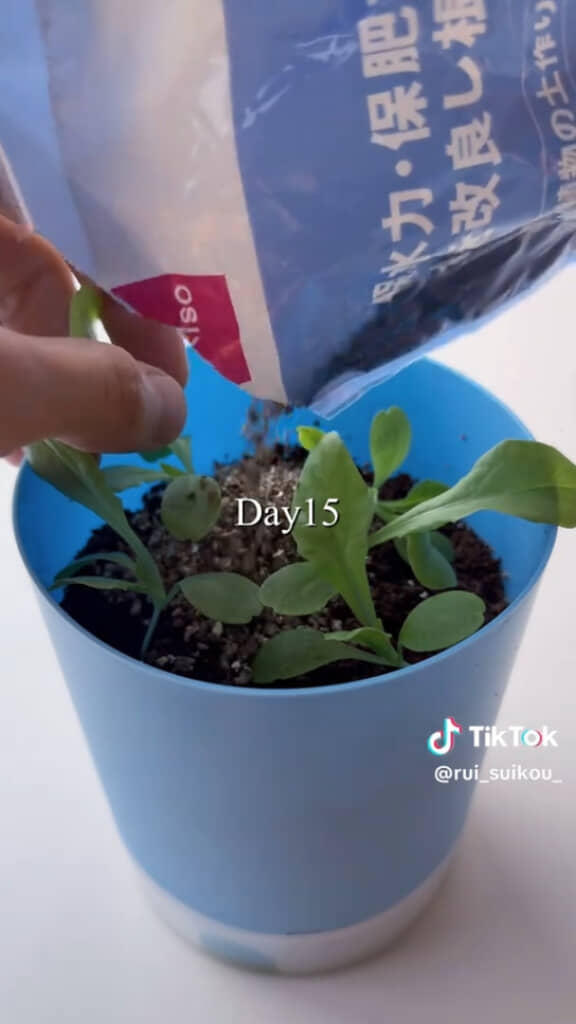 ダイソーのバーミキュライトで土増し