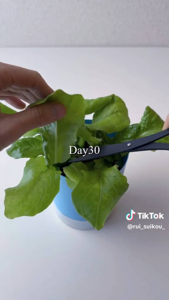 栽培30日目で初収穫に成功