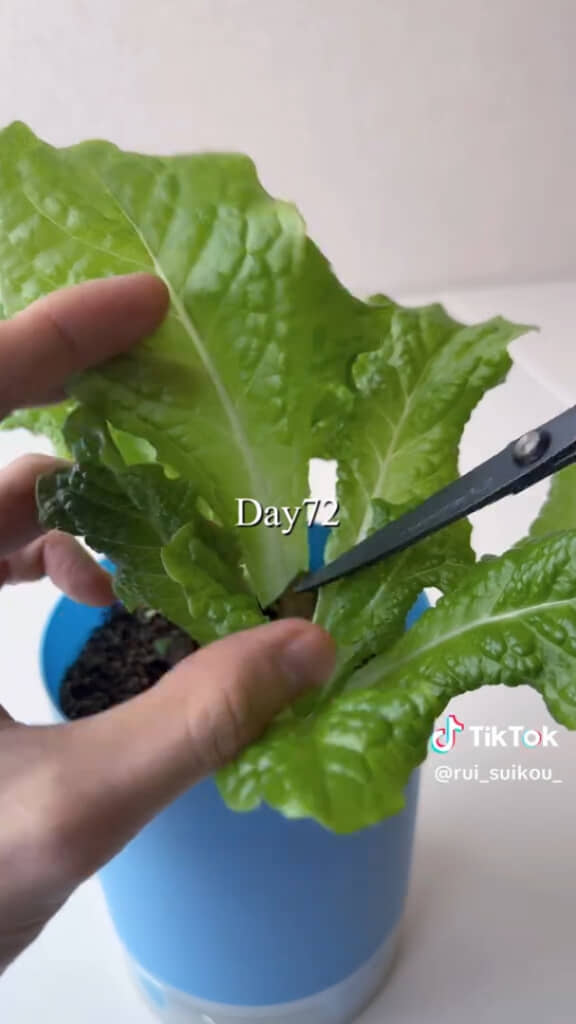 収穫5回目（栽培72日目）