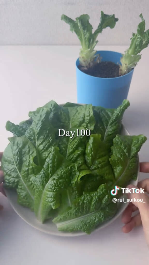 栽培100日目に収穫できたレタスがこちら