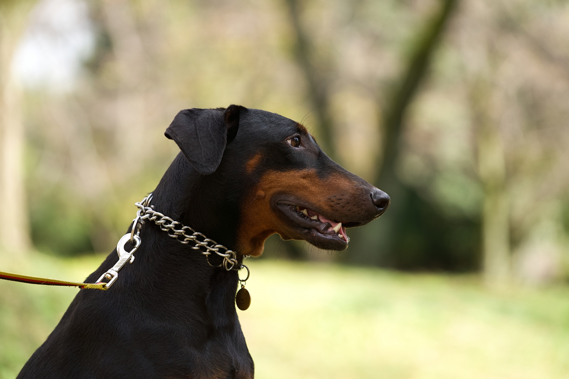 犬と一緒に楽しむ週末の過ごし方