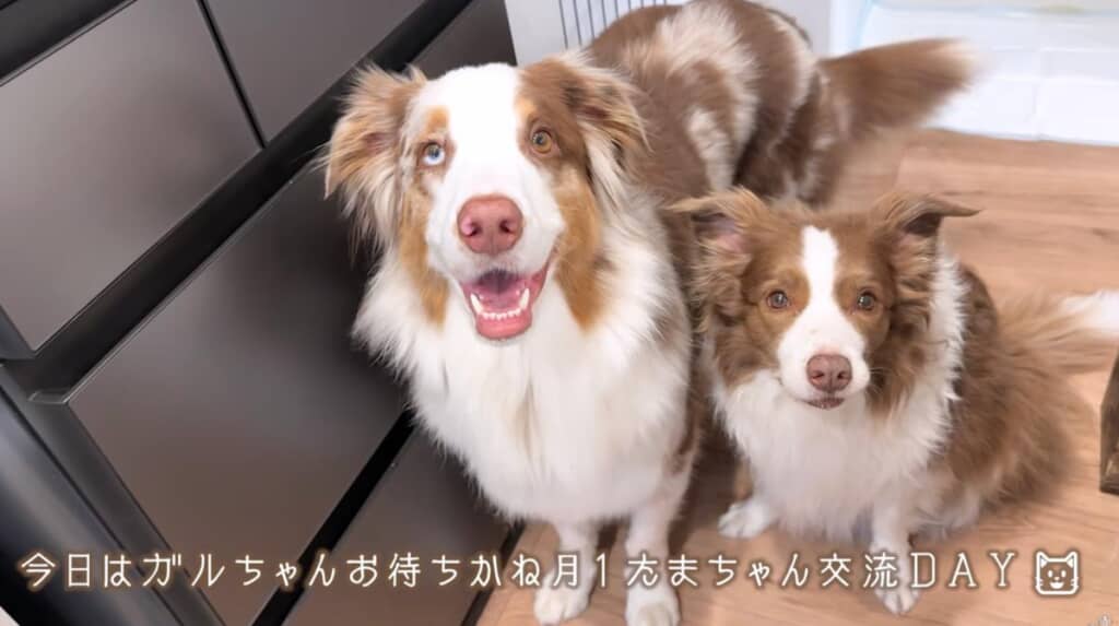 たまちゃんが遊びに来ると知って、うれしそうな2匹