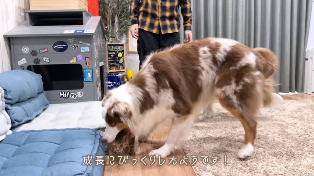 たまちゃんを好きすぎて食べちゃうガルちゃん