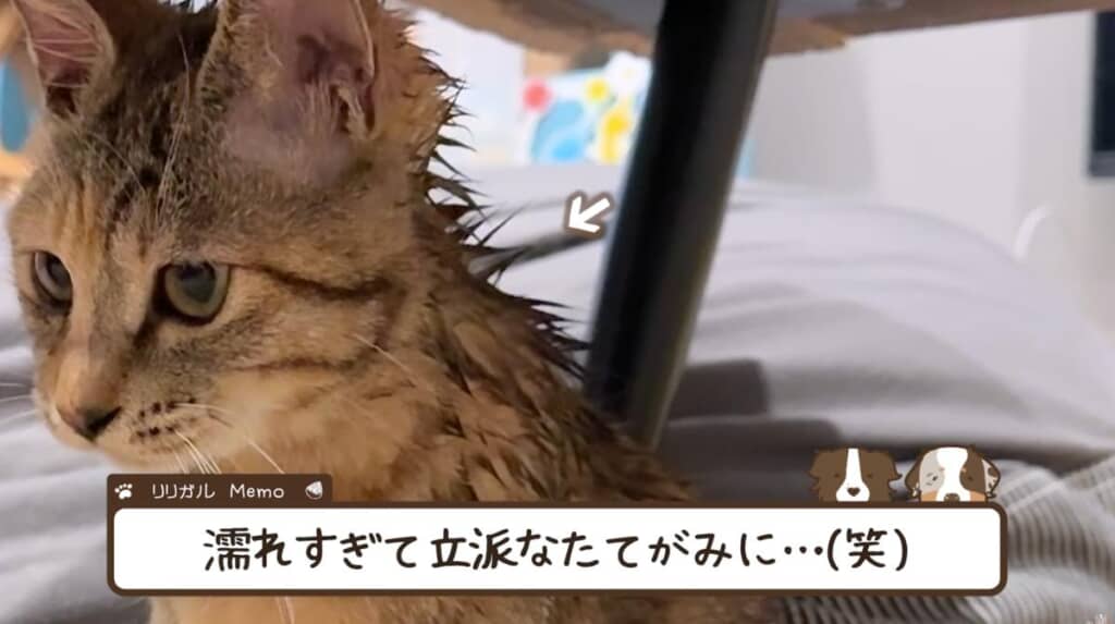 後頭部が濡れ過ぎて立派なたてがみが誕生