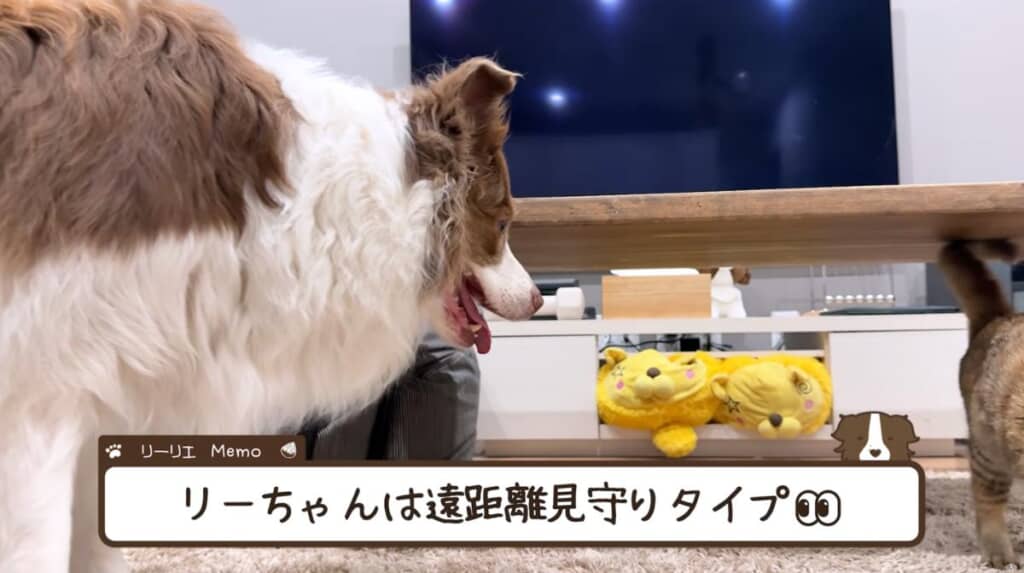 リーちゃんは遠距離の見守りタイプ