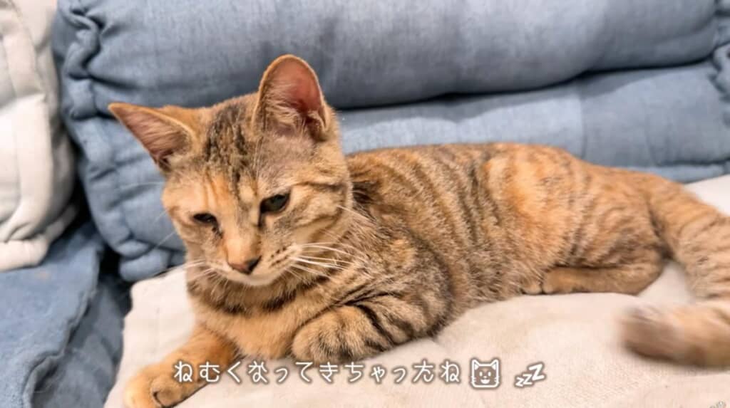 遊び疲れた様子のたまちゃん