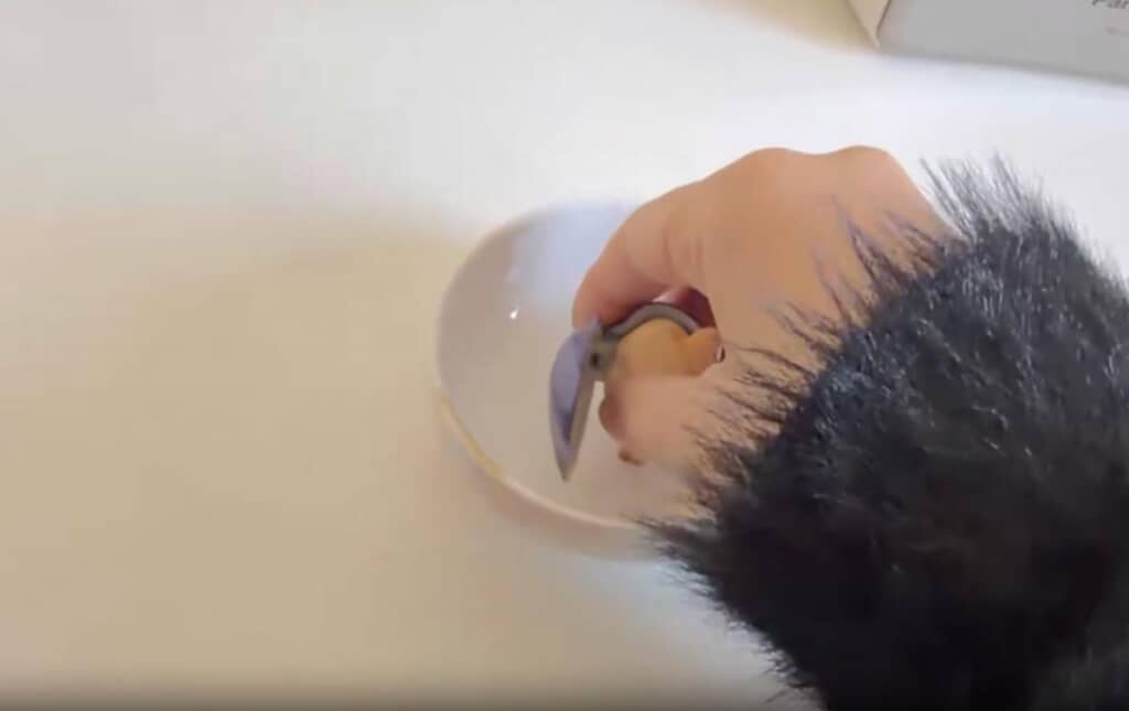 お皿にある水を吸い上げます