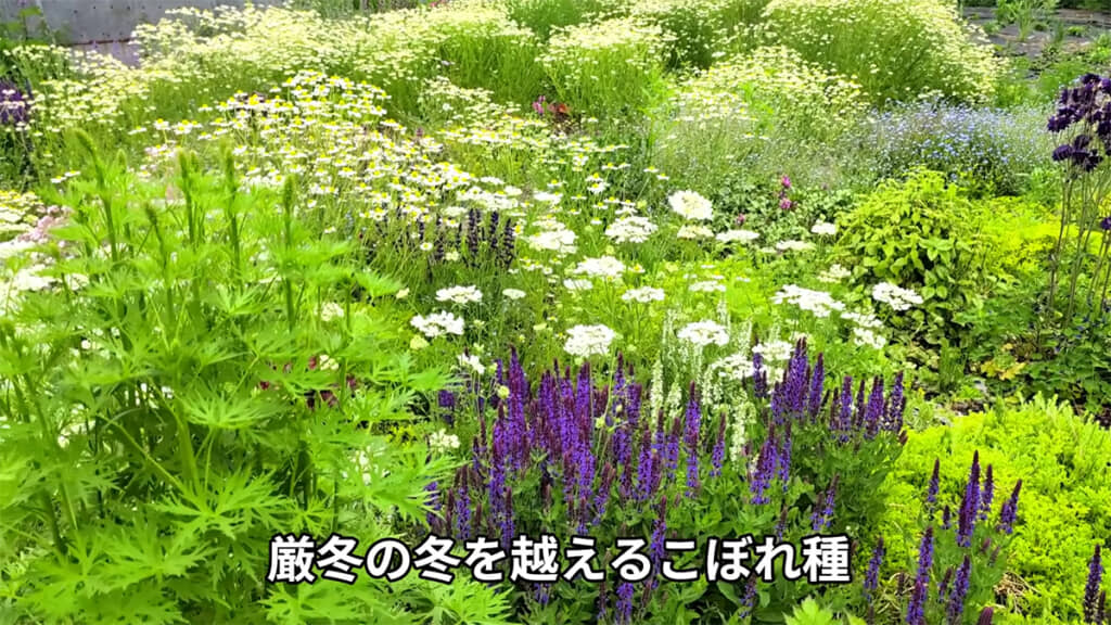 美しい花畑ですが、多くの草木が勝手に生えてきたようで……?
