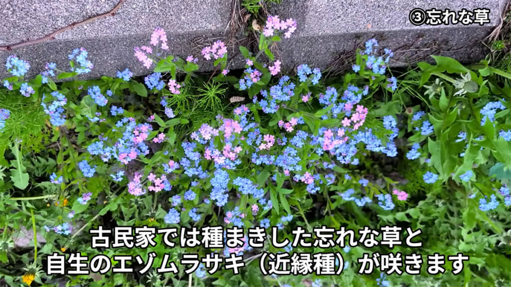 可憐で美しいワスレナグサ