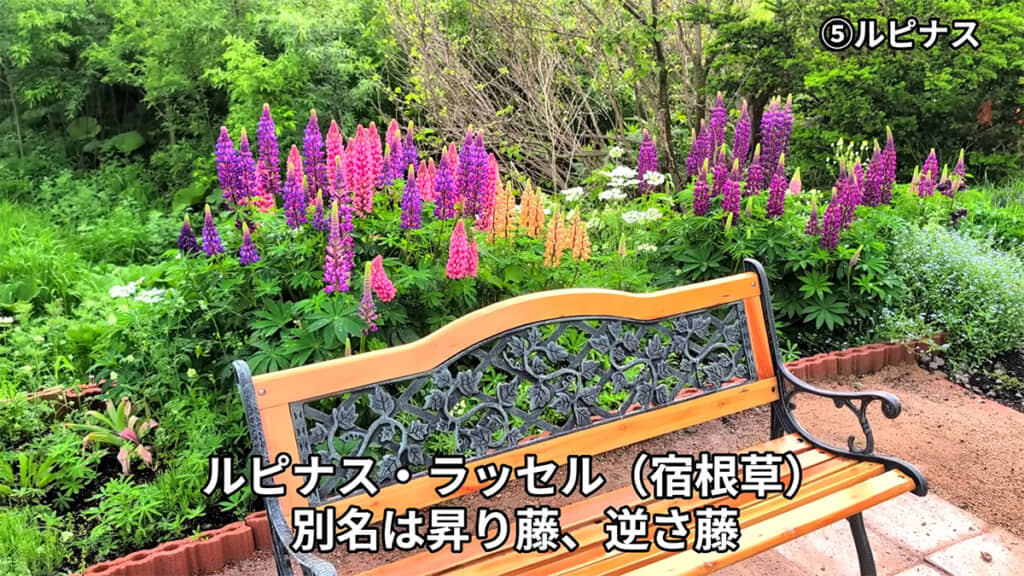 花の形が特徴的なルピナス