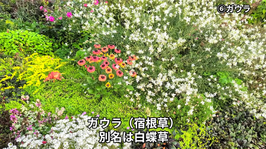 白い花が愛らしいガウラ