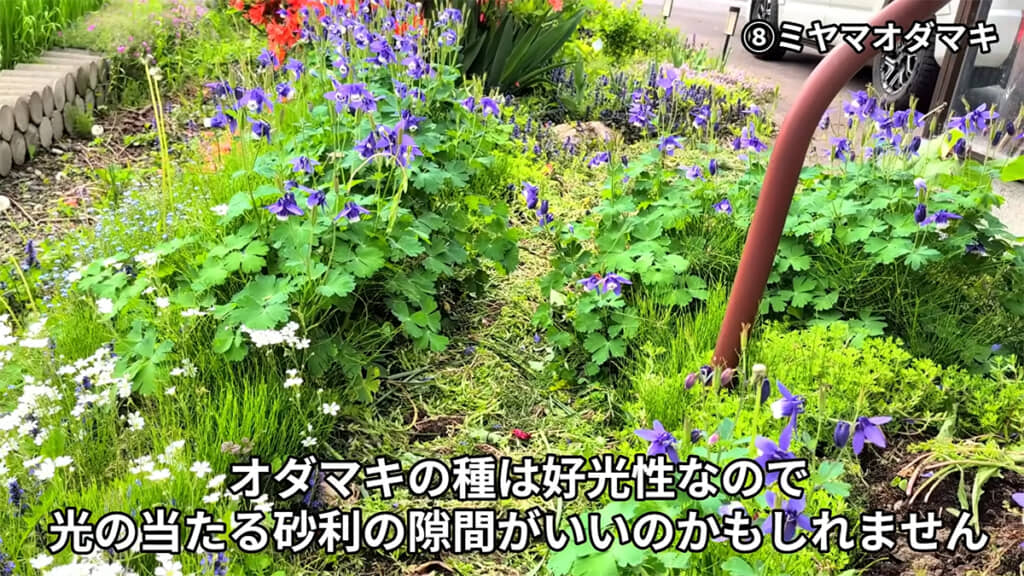 日本の在来種ミヤマオダマキ