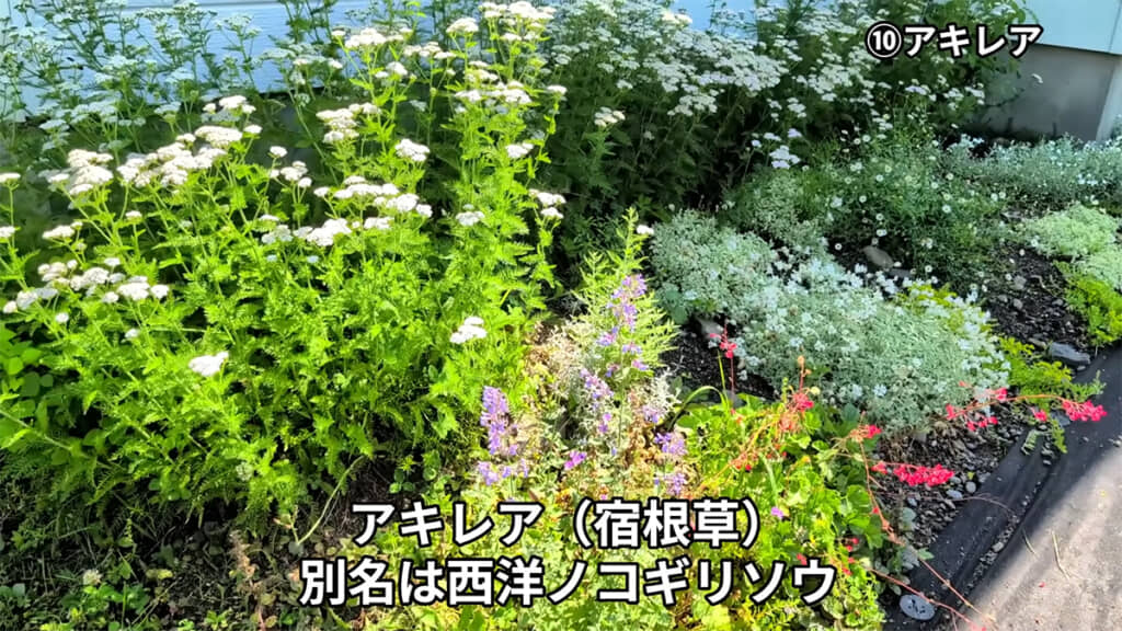 薬草としても知られるアキレア
