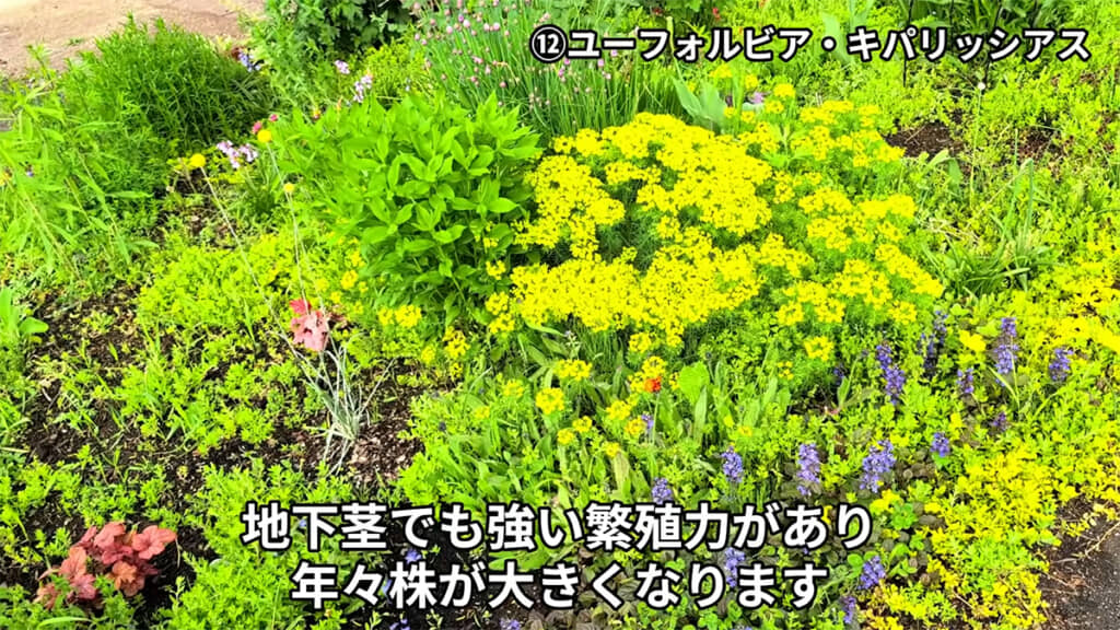 かわいい見た目に反して繁殖力が強いユーフォルビア・キパリッシアス