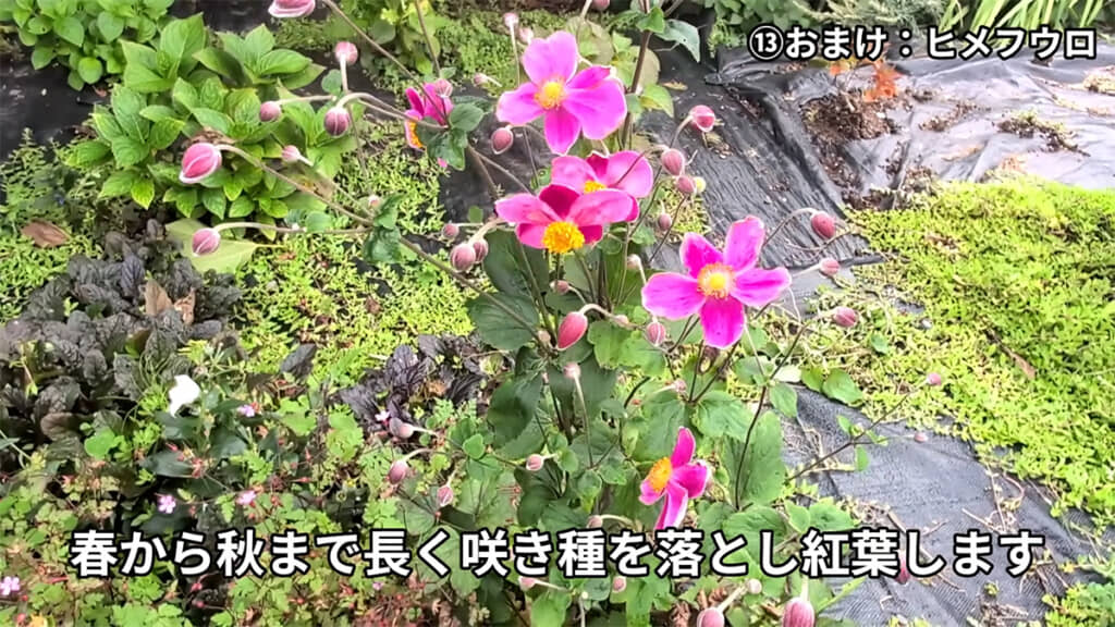 2~3株から広がっていったヒメフウロ