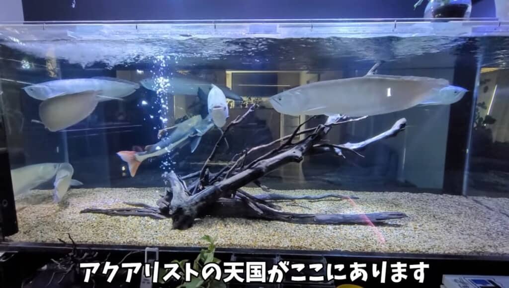 横幅3メートルの超巨大水槽