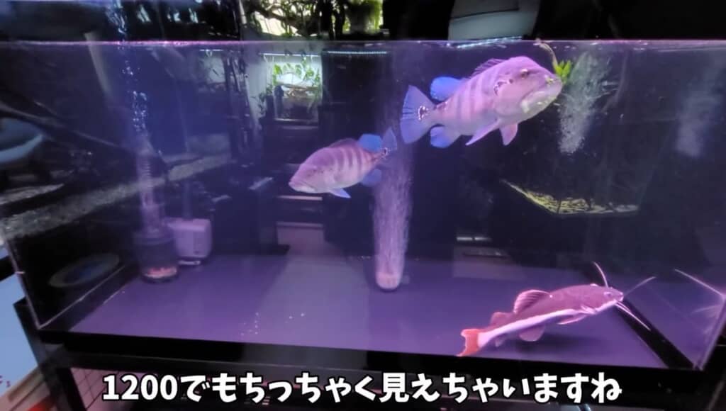 横幅1メートル20センチの水槽