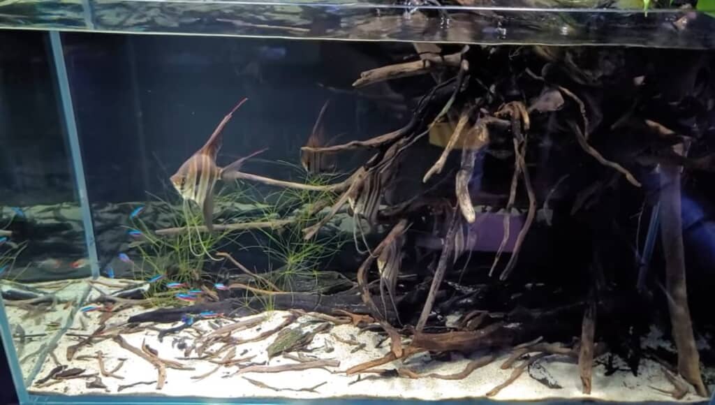 アルタムエンゼルフィッシュが泳いでいる水槽