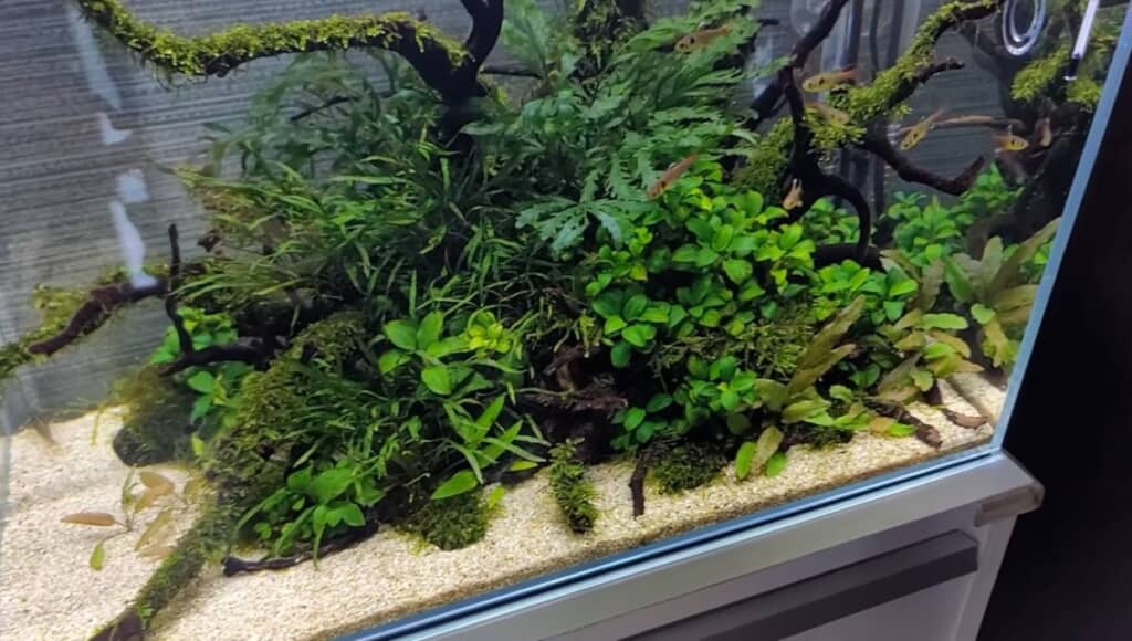 複数の水草を配置した水槽