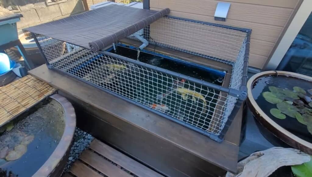 屋外で飼育しているコイ