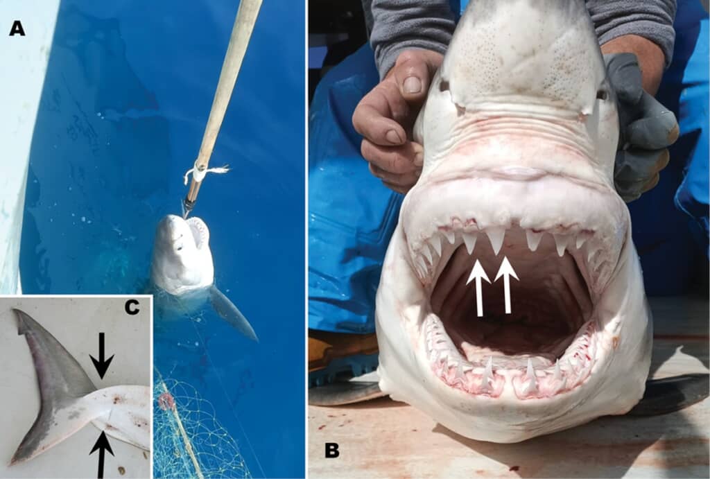 地中海で発見されたホオジロザメの幼体