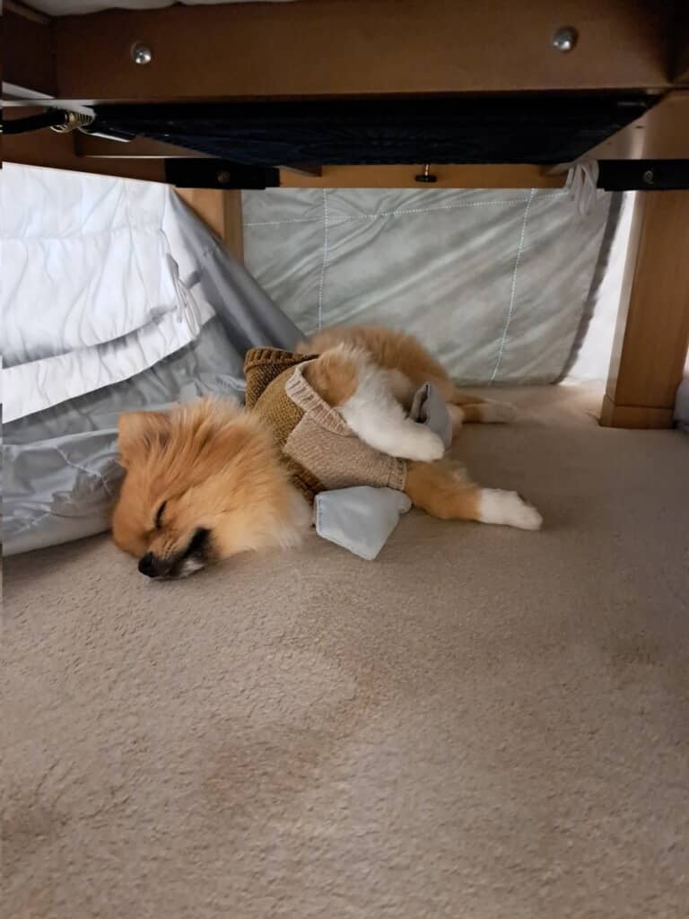 「こたつ考えた人天才」