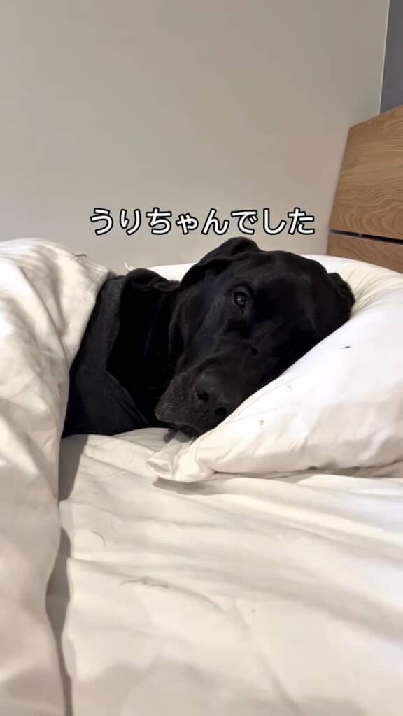 寝ていたのは黒い愛犬でした